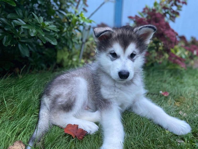 Zeus