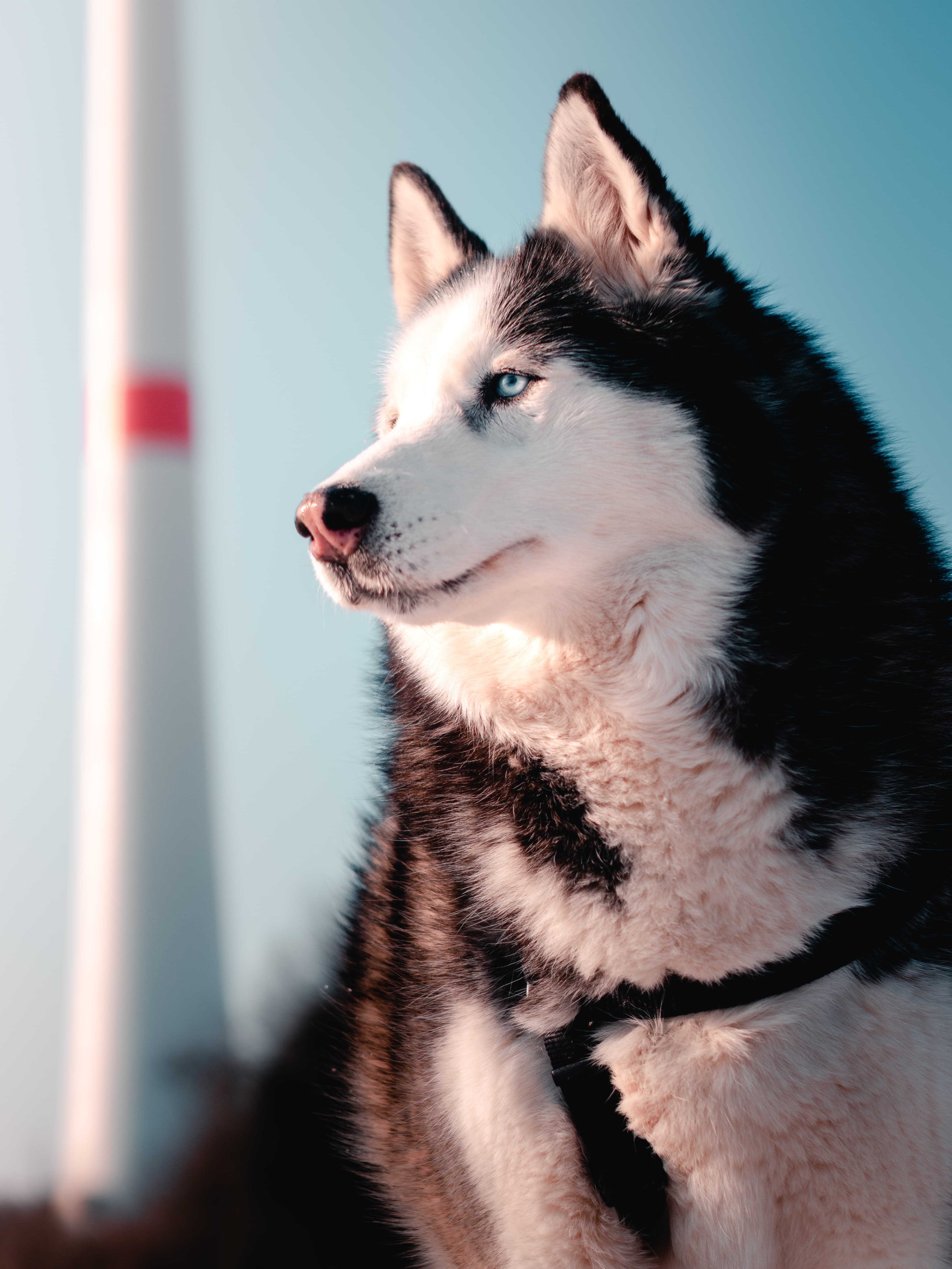 A husky puppy
