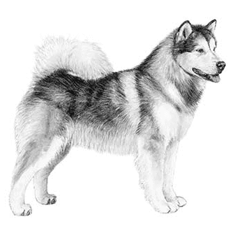 Alaskan Malamute