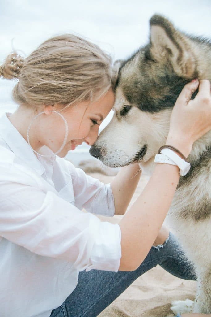 Alaskan Malamute for vet check