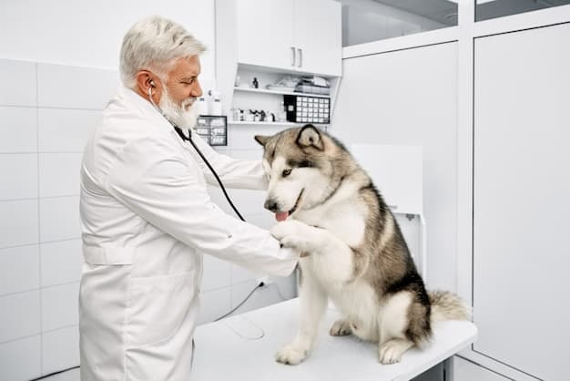 Alaskan Malamute for vet check